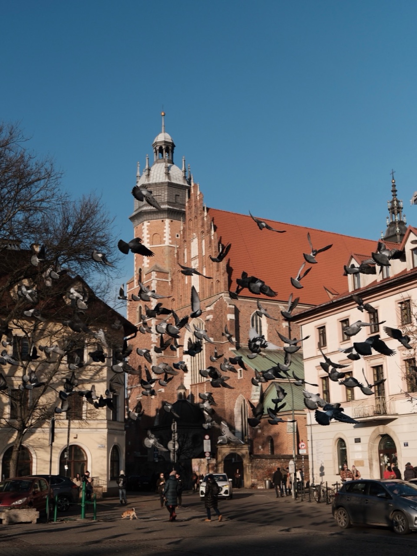 Historic church framed by flying pigeons