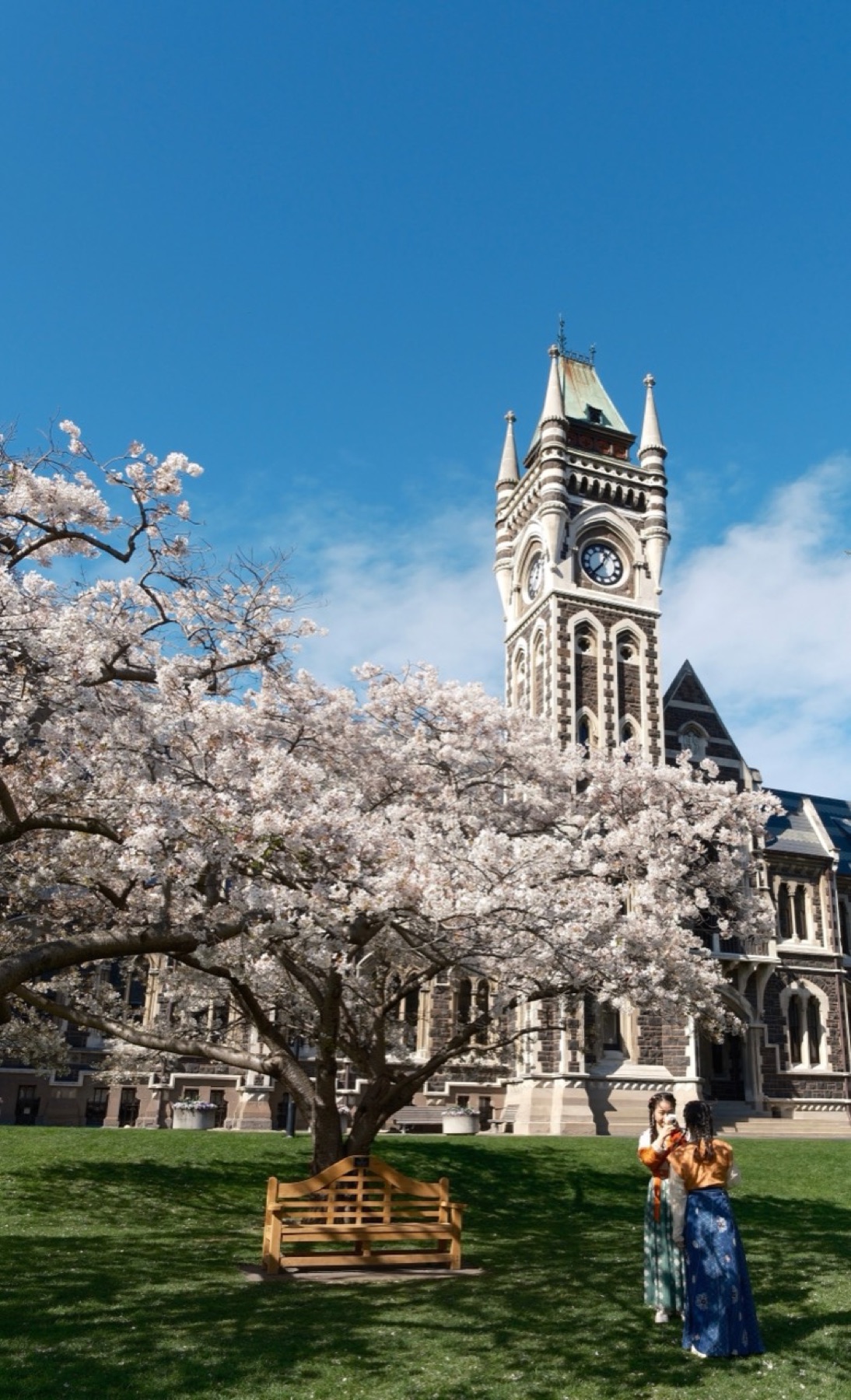 Clocktower framed by cherry blossoms and blue sky