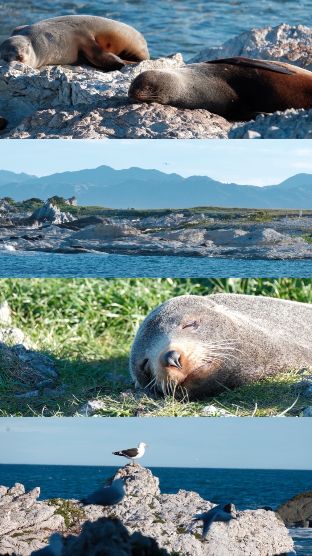 A coastal study of resting seals, rocky shoreline and seabirds