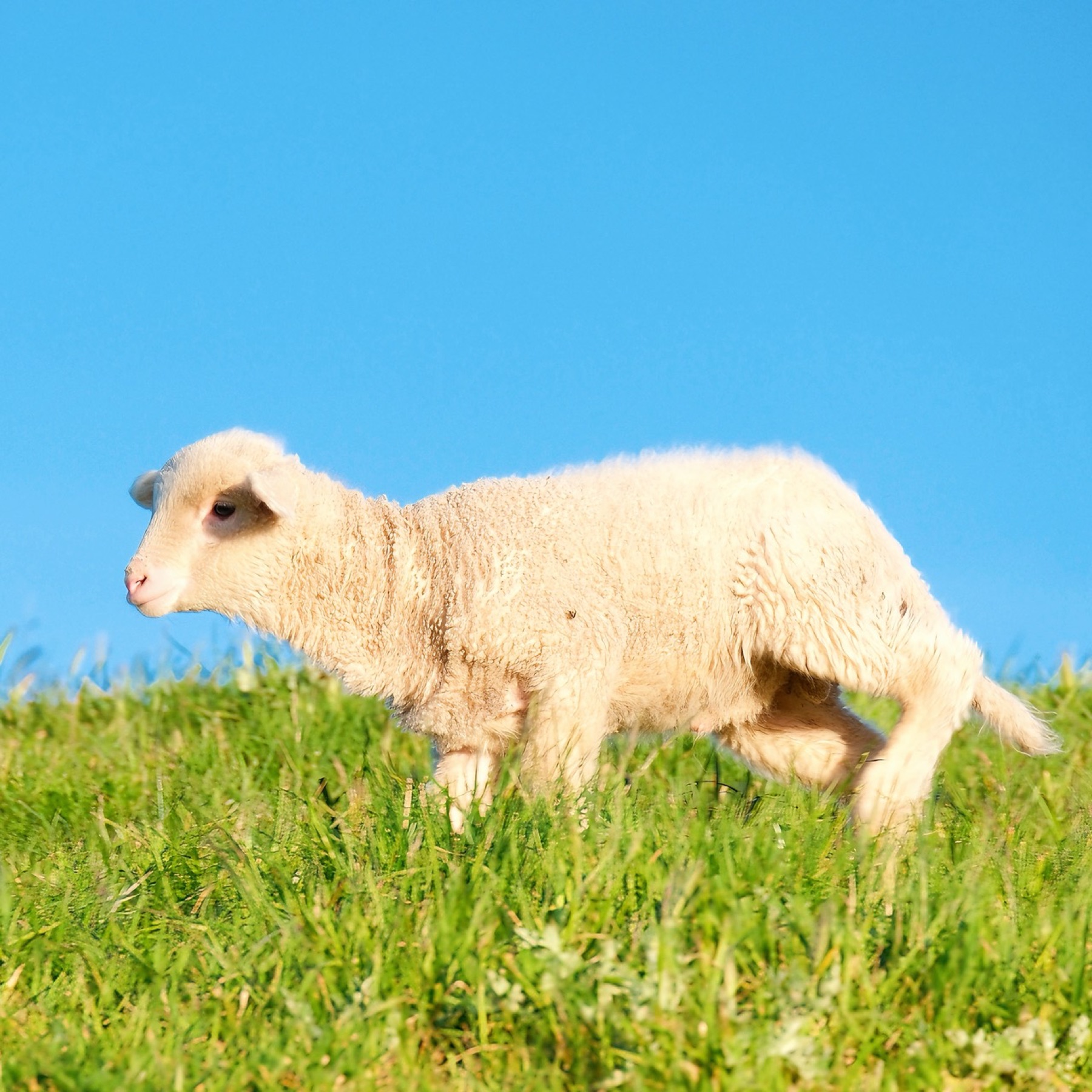 Young lamb running across green grass under a clear blue sky