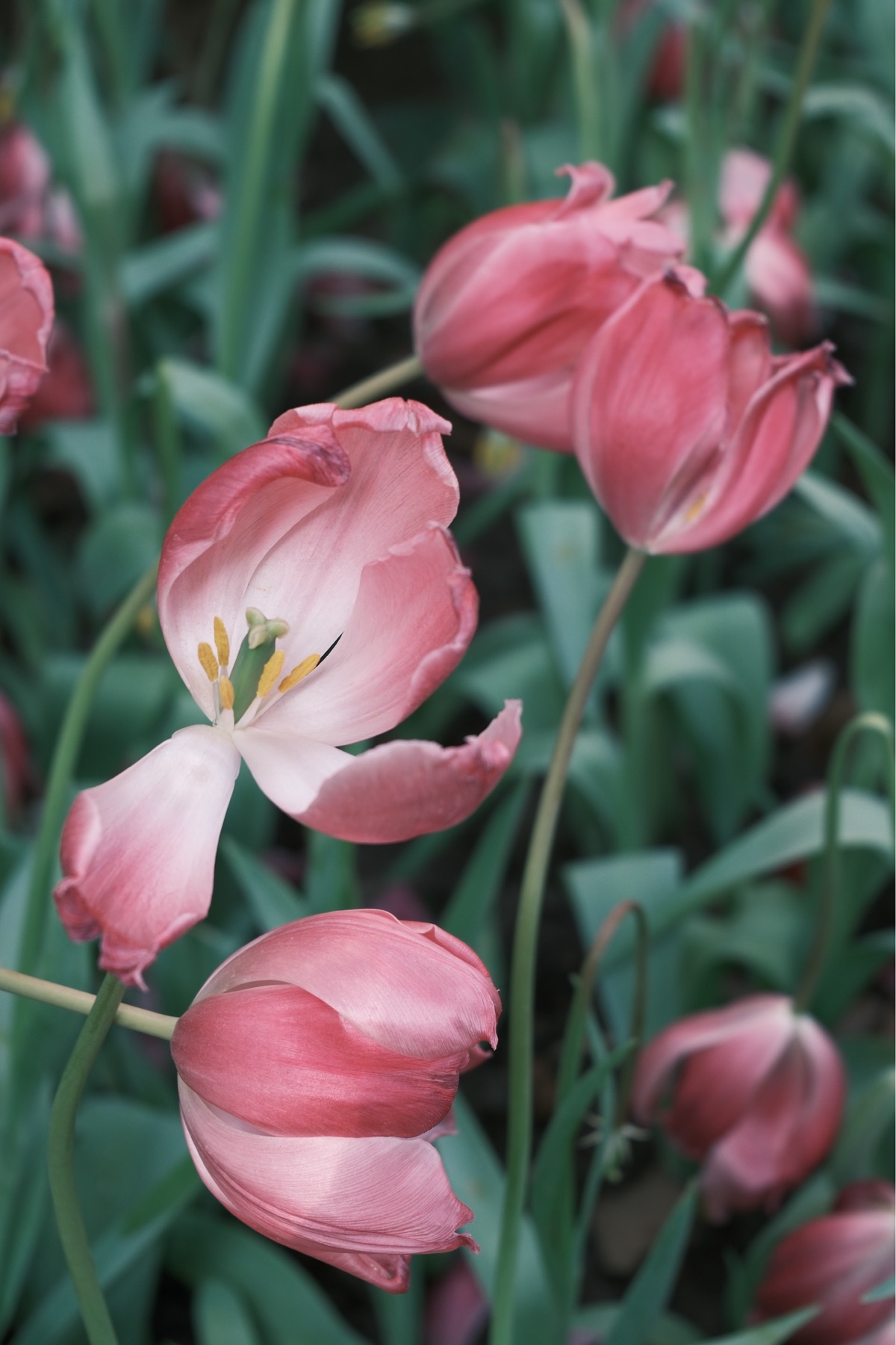 Close study of pink tulips against deep green leaves