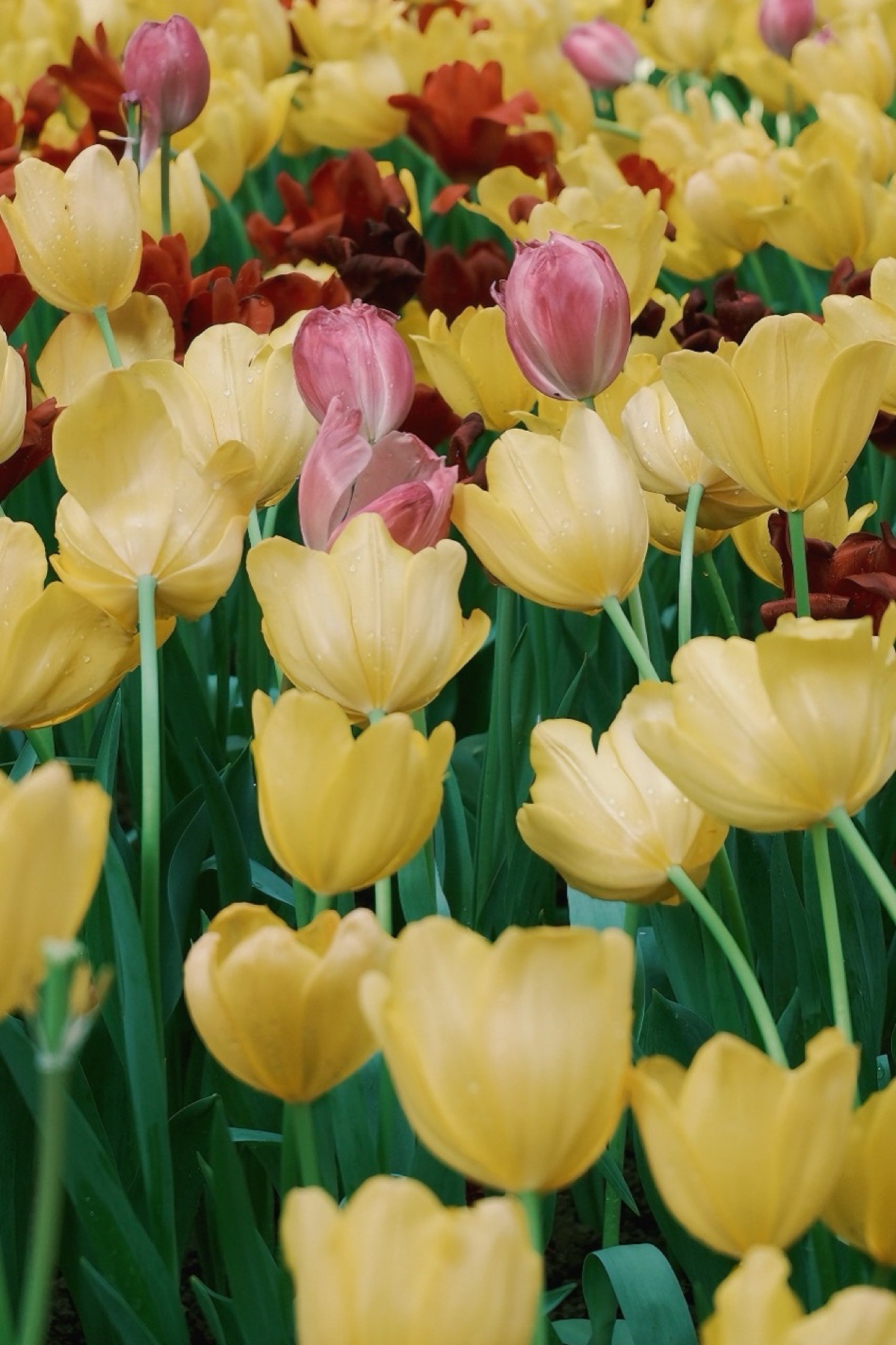 Yellow, pink and deep red tulips dotted with rain