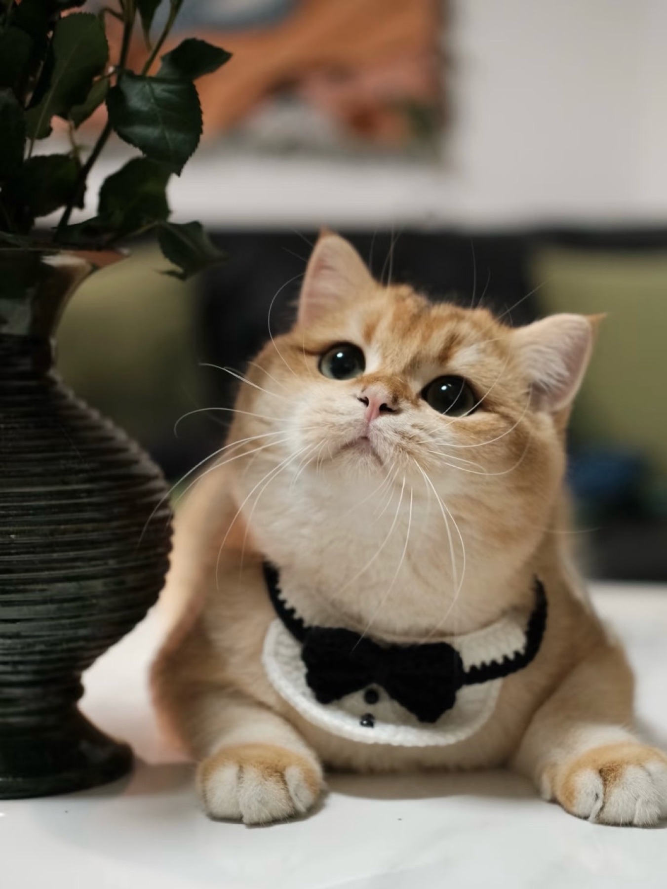 Golden cat wearing a knitted bow-tie collar