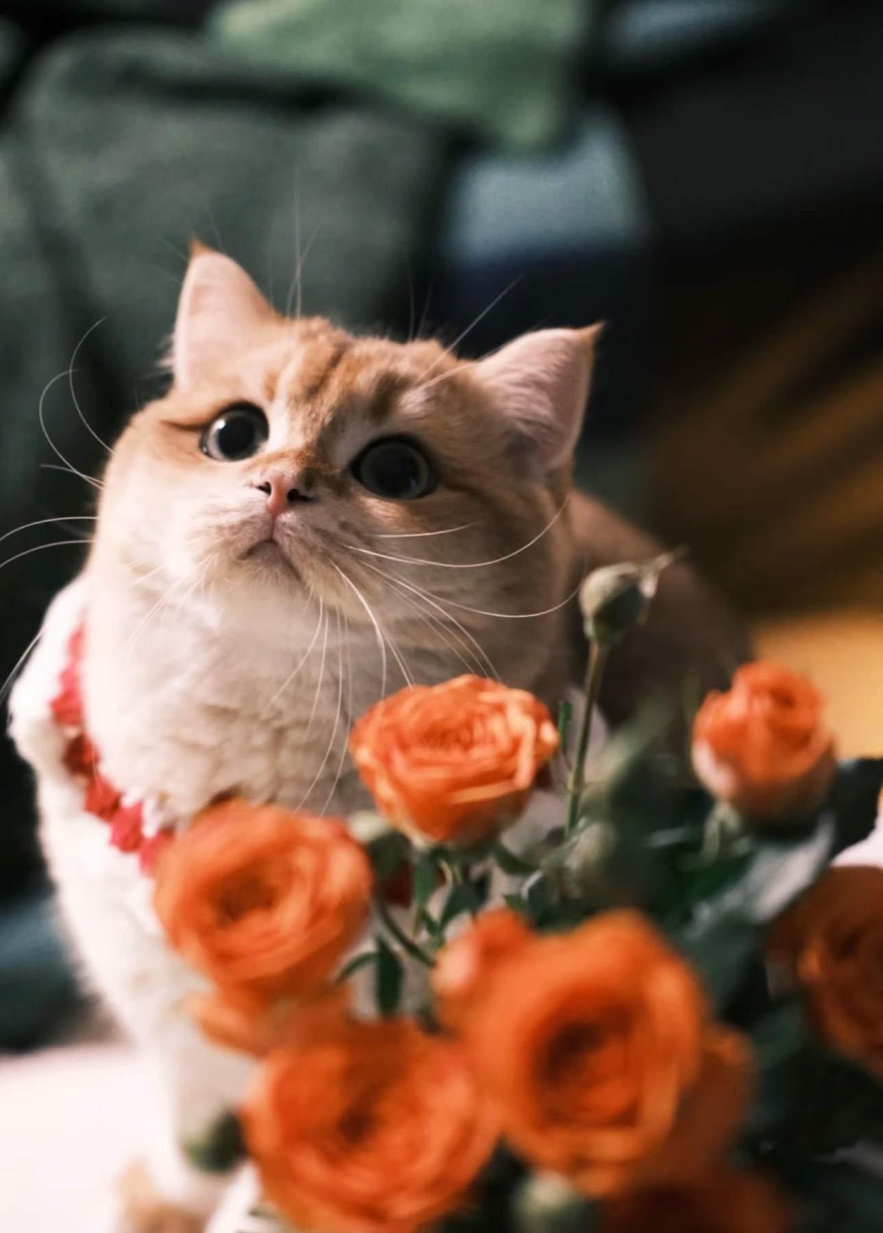 Golden cat peering over orange flowers