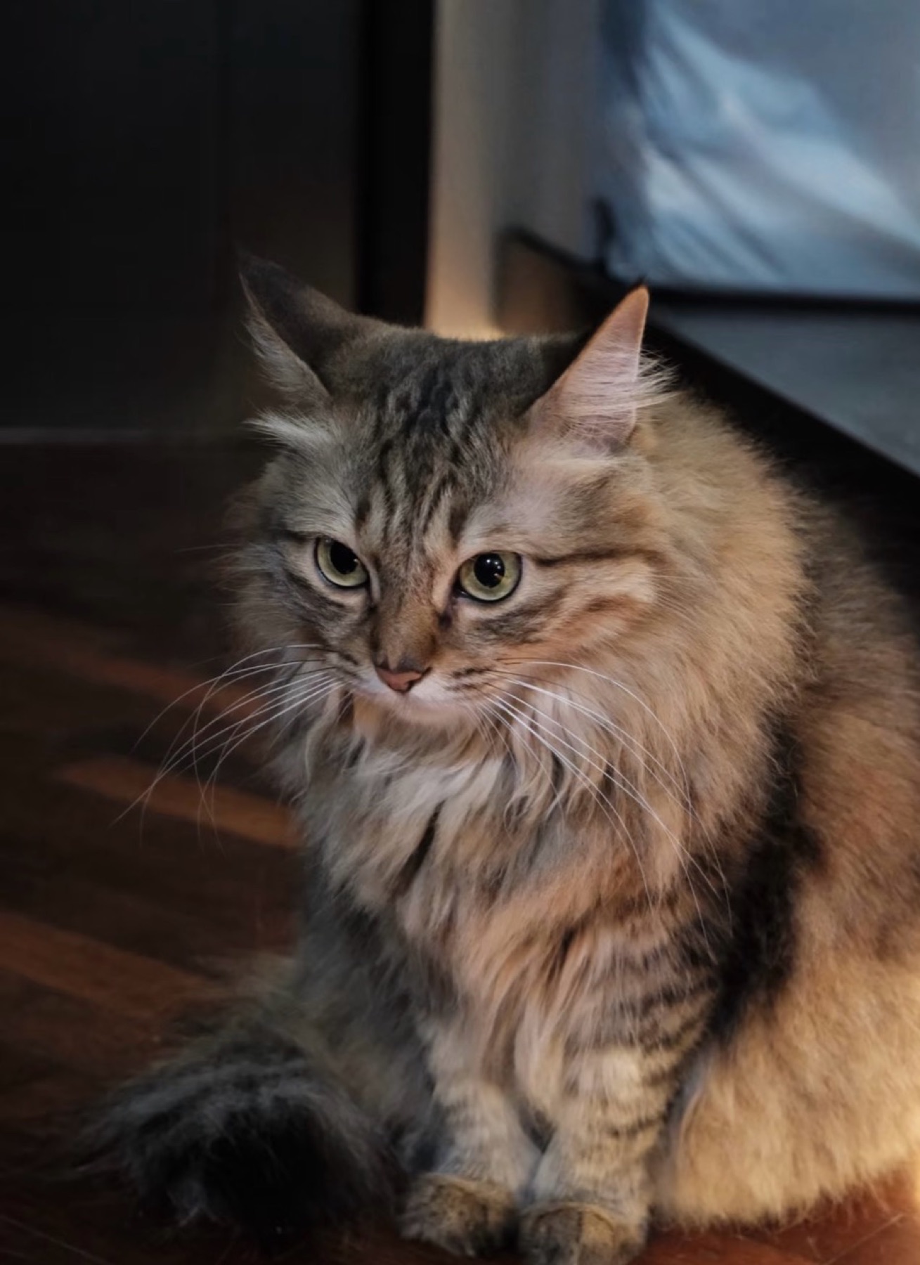 Long-haired cat sitting beside a window