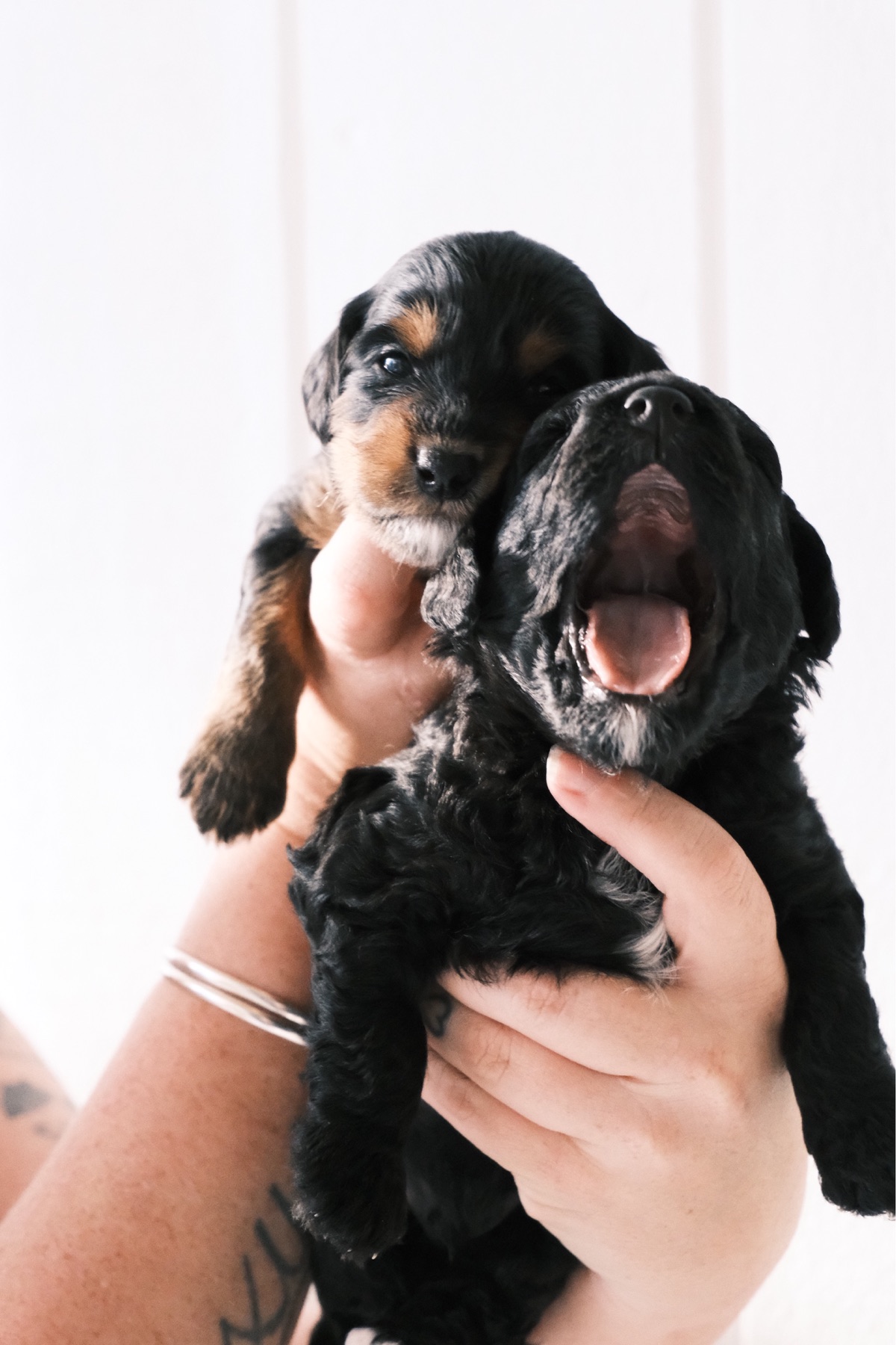 Two tiny puppies held gently in a pair of hands