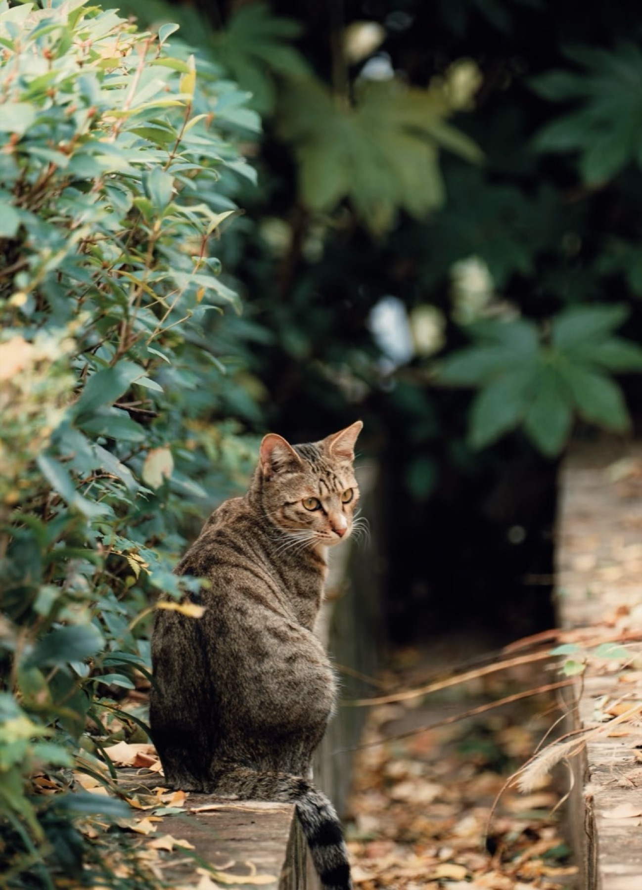 Tabby cat sitting on a garden ledge and looking back