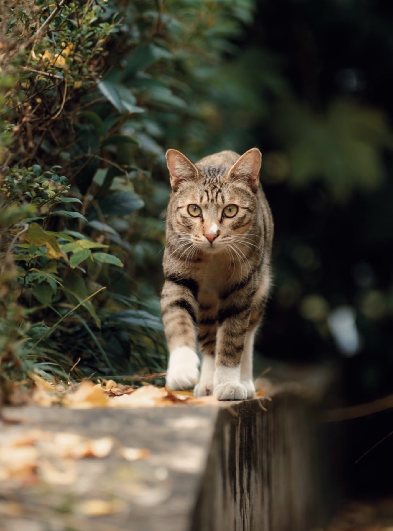 Tabby cat walking toward the camera through a garden